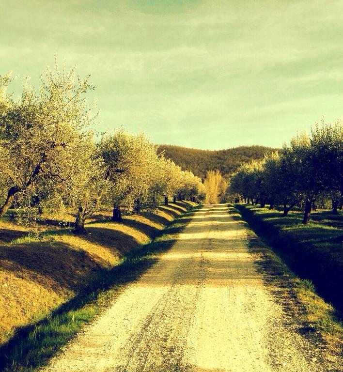 Monte Castello di Vibio Podere Le Coroneヴィラ エクステリア 写真
