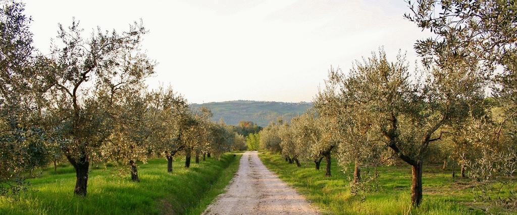 Monte Castello di Vibio Podere Le Coroneヴィラ エクステリア 写真